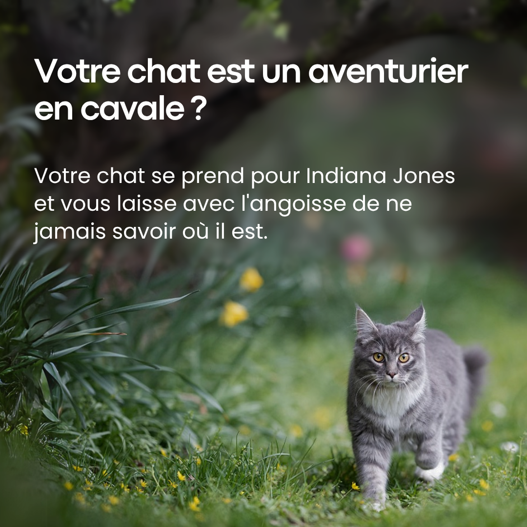 GPS Pour Chat Sans Abonnement - Alpora