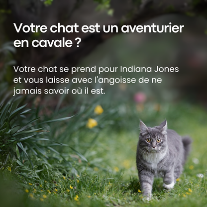 GPS Pour Chat Sans Abonnement - Alpora